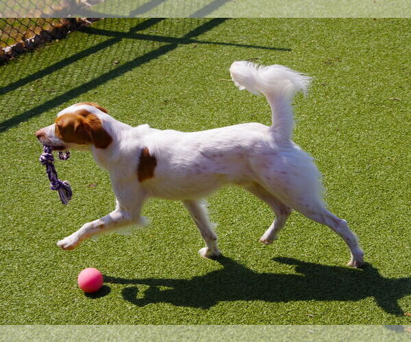 Medium Photo #8 Brittany Puppy For Sale in Curwensville, PA, USA