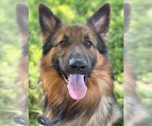 German Shepherd Dog Dogs for adoption in Woodland, CA, USA