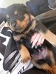 Small Photo #6 Rottweiler Puppy For Sale in INDEPENDENCE, MO, USA