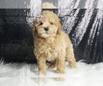 Small #4 Maltipoo