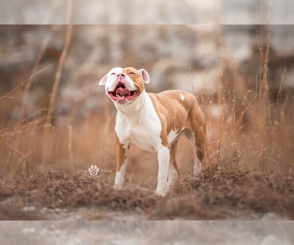 Medium Photo #4 American Pit Bull Terrier-Bulldog Mix Puppy For Sale in St. Ann, MO, USA