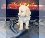 Small #39 Goldendoodle
