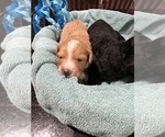 Small Photo #9 Aussiedoodle Miniature  Puppy For Sale in GOSHEN, OH, USA