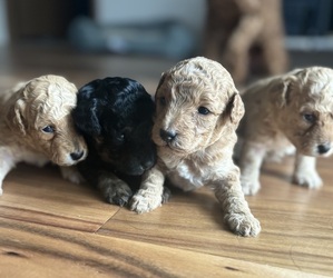 Poodle (Miniature) Puppy for sale in BRIDGMAN, MI, USA