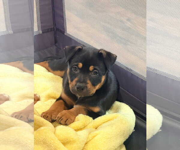 Medium Photo #1 Labrador Retriever-Unknown Mix Puppy For Sale in Tarrytown, GA, USA