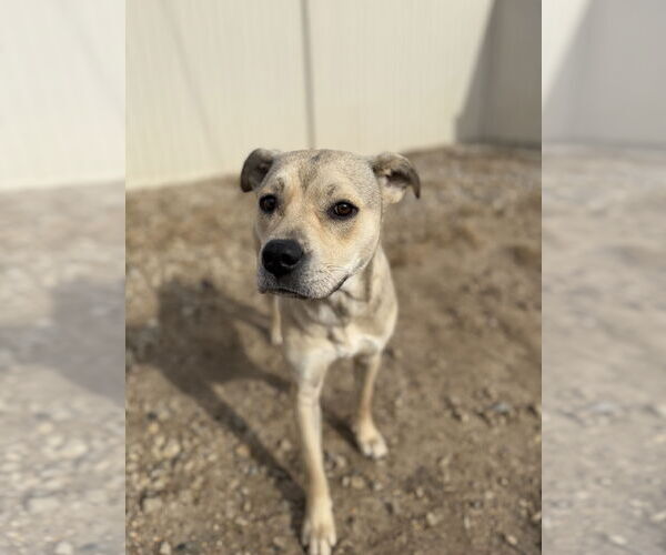 Medium Photo #6 American Pit Bull Terrier-Unknown Mix Puppy For Sale in Corning, AR, USA