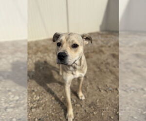 American Pit Bull Terrier-Unknown Mix Dogs for adoption in Corning, AR, USA