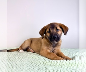 Border Collie-Cane Corso Mix Puppy for sale in GREENFIELD, IN, USA