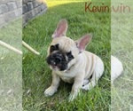 Small Photo #5 French Bulldog Puppy For Sale in COLUMBIA, MO, USA