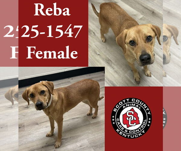 Medium Photo #1  Puppy For Sale in , 