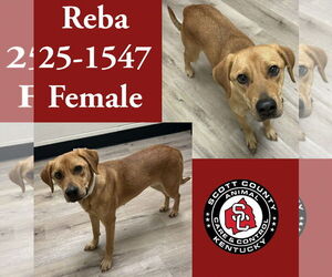 Mutt Dogs for adoption in Georgetown, KY, USA