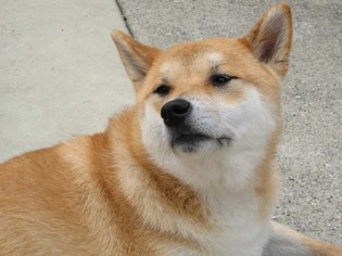 Shiba Inu Dogs for adoption in MILLVILLE, MA, USA