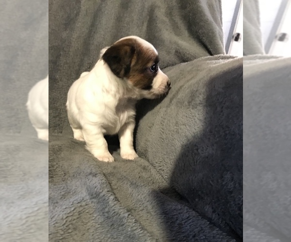 Medium Photo #5 Jack Russell Terrier Puppy For Sale in APPLE CREEK, OH, USA