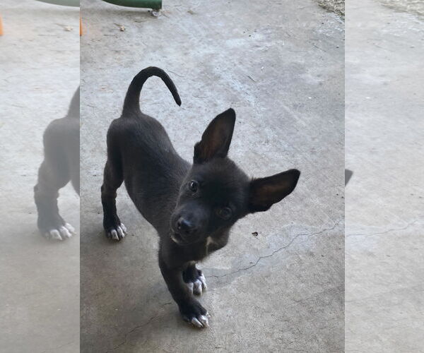 Medium Photo #5 Chiranian Puppy For Sale in Oakhurst, NJ, USA