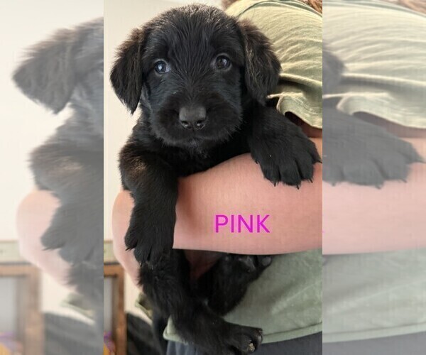 Medium Photo #8 Golden Retriever-Schnauzer (Giant) Mix Puppy For Sale in COLLEGE GROVE, TN, USA