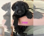 Small #7 Golden Retriever-Schnauzer (Giant) Mix