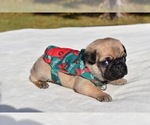 Small #6 Pug