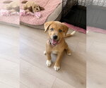 Small #1 Mutt