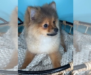 Pomeranian Puppy for Sale in CHARLOTTE, North Carolina USA