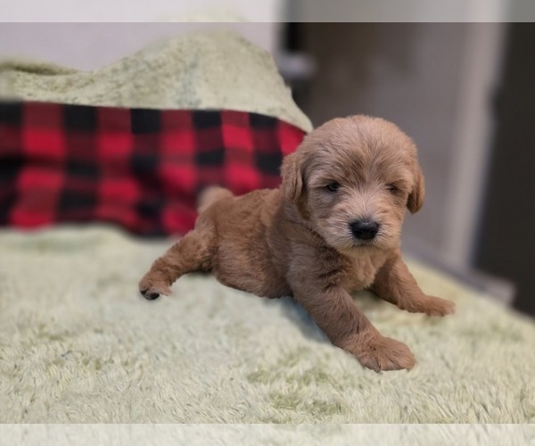 Medium Photo #3 Goldendoodle Puppy For Sale in DUBLIN, TX, USA