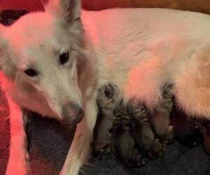 Mother of the German Shepherd Dog puppies born on 01/25/2021
