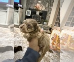 Small #2 Schnoodle (Miniature)