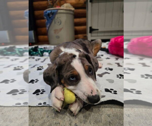 Medium Photo #3 Australian Shepherd-Unknown Mix Puppy For Sale in New London, WI, USA