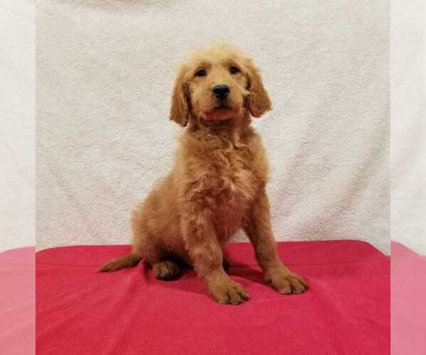 Medium Photo #3 Goldendoodle Puppy For Sale in NORWOOD, MO, USA