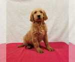 Small Photo #3 Goldendoodle Puppy For Sale in NORWOOD, MO, USA