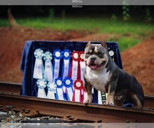 Father of the American Bully puppies born on 01/11/2024