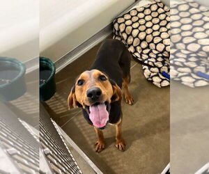 Mutt Dogs for adoption in Pierceton , IN, USA