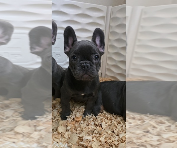 Medium Photo #2 French Bulldog Puppy For Sale in BALTIMORE, MD, USA