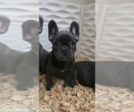 Small #1 French Bulldog
