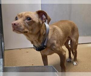 Chihuahua Dogs for adoption in Martinez, CA, USA