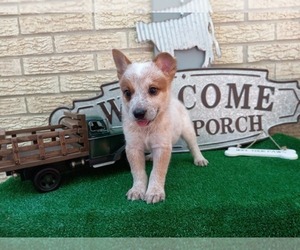 Australian Cattle Dog Puppy for sale in CARTHAGE, TX, USA