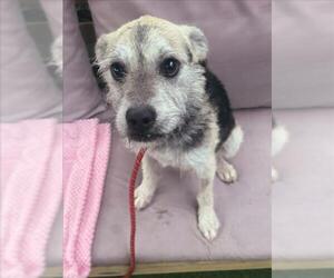 Mutt Dogs for adoption in Woodland, CA, USA