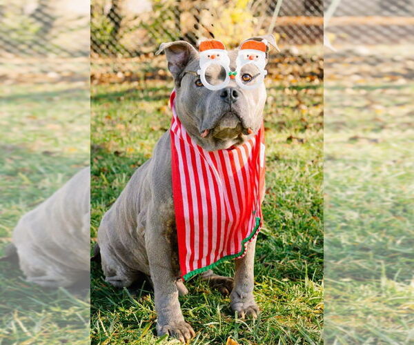 Medium Photo #1 American Staffordshire Terrier-Unknown Mix Puppy For Sale in Richmond, IN, USA