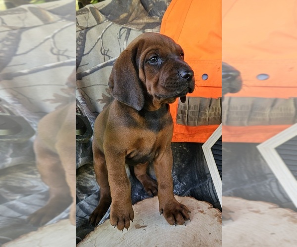 Medium Photo #4 Redbone Coonhound Puppy For Sale in DENVER, PA, USA