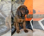 Small #3 Redbone Coonhound