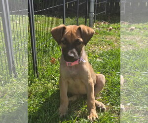 Mutt Dogs for adoption in Virginia Beach, VA, USA