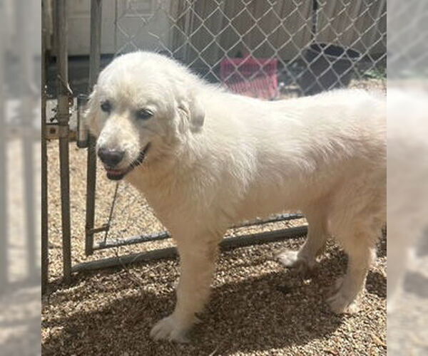Medium Photo #10 Great Pyrenees-Unknown Mix Puppy For Sale in Oakhurst, NJ, USA