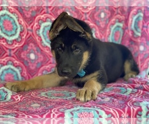 German Shepherd Dog Puppy for sale in LANCASTER, PA, USA