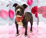 Small #2 American Pit Bull Terrier