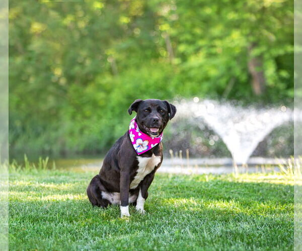 Medium Photo #8 Labrador Retriever-Unknown Mix Puppy For Sale in Unionville, PA, USA