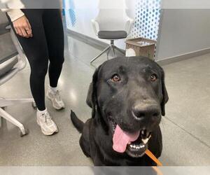 Labrador Retriever Dogs for adoption in San Martin, CA, USA