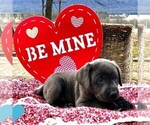 Small Photo #1 Labrador Retriever Puppy For Sale in DRY RUN, PA, USA