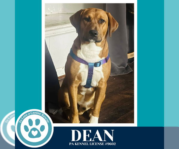 Medium Photo #4 Labrador Retriever-Unknown Mix Puppy For Sale in Kimberton, PA, USA