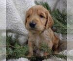 Small Photo #4 Goldendoodle Puppy For Sale in THORP, WI, USA