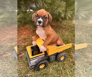 Boxer Puppy for sale in MIDDLEBURY, IN, USA