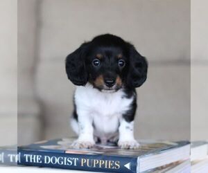 Dachshund Puppy for sale in NEWBURG, PA, USA